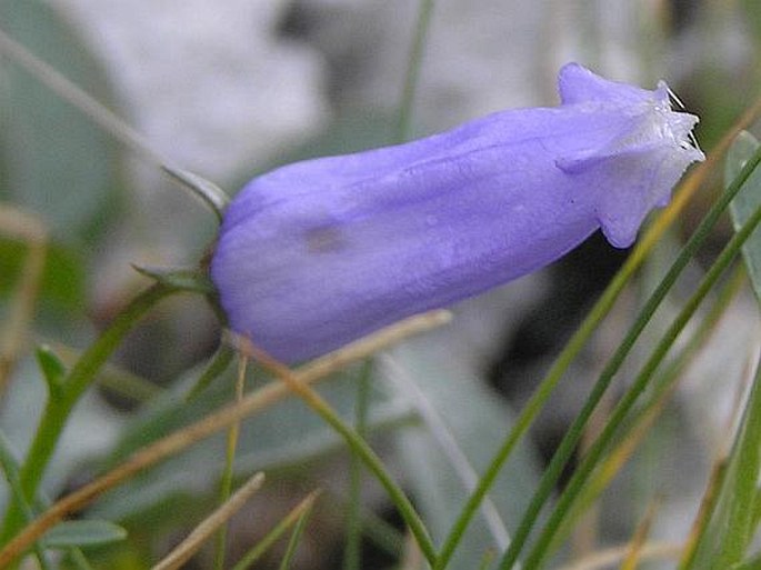 Campanula zoysii