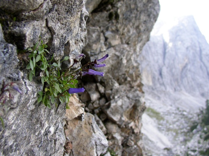 Campanula zoysii