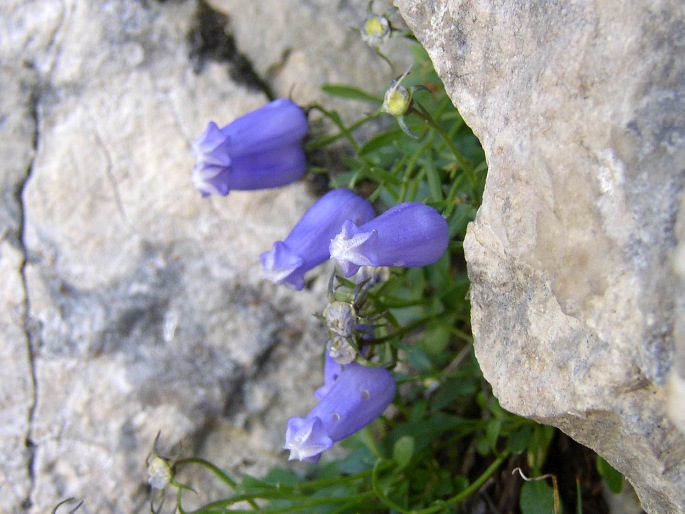 Campanula zoysii