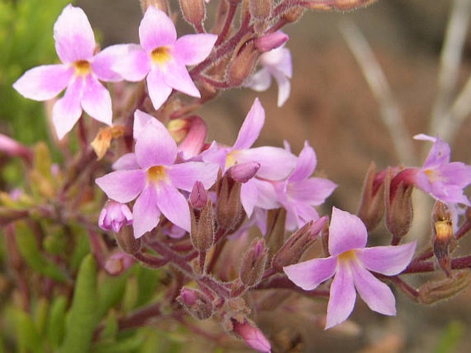 CAMPYLANTHUS SALSOLOIDES (L. f.) Roth