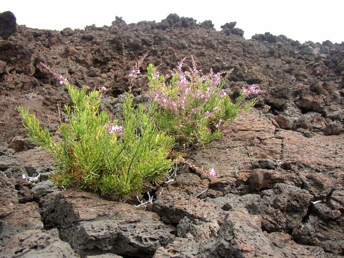 Campylanthus salsoloides