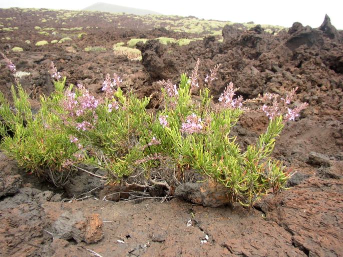 Campylanthus salsoloides