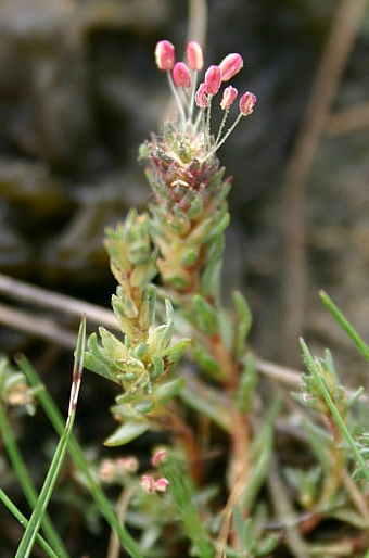 Camphorosma annua