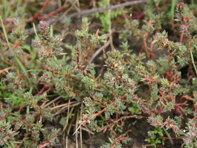 CAMPHOROSMA ANNUA Pall. – kafranka roční / gáfrovka ročná