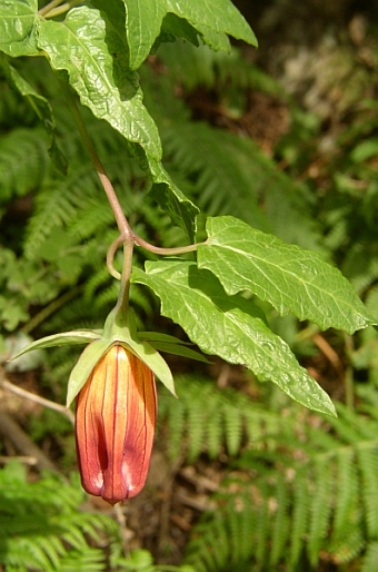 Canarina canariensis