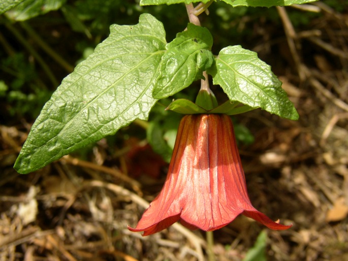 Canarina canariensis