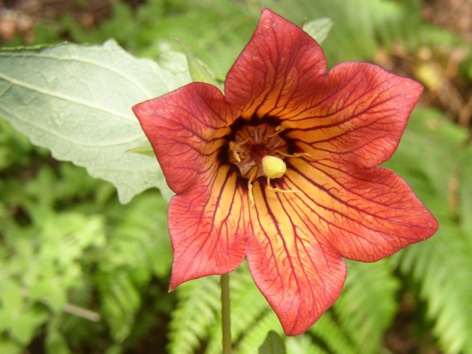 Canarina canariensis