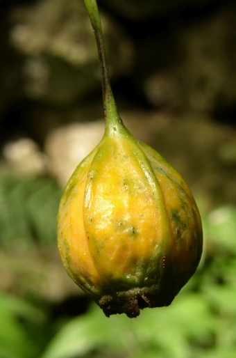 Canarina canariensis