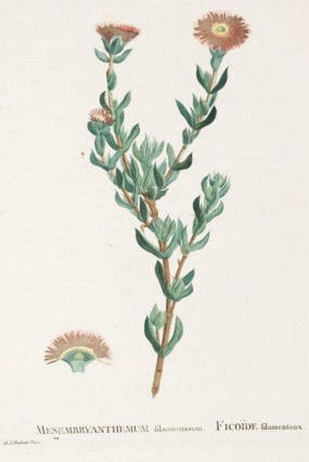 Histoire Plantarum Succulentarum