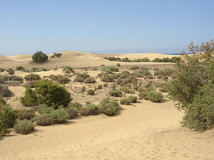 Maspalomas