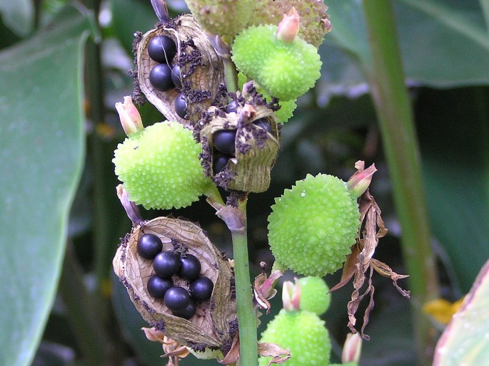 Canna glauca