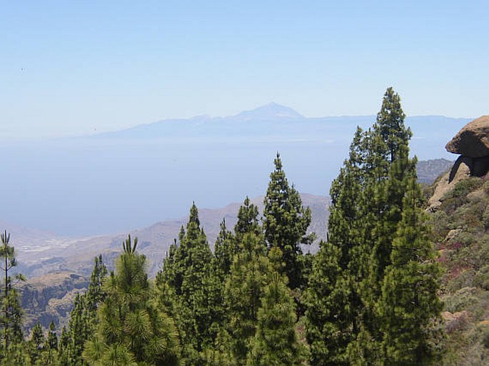 Makaronésie, Gran Canaria – putování za rostlinami