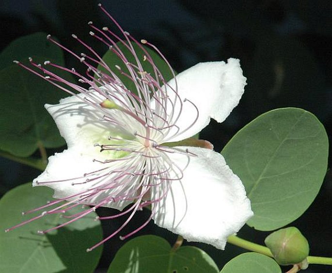 Capparis spinosa