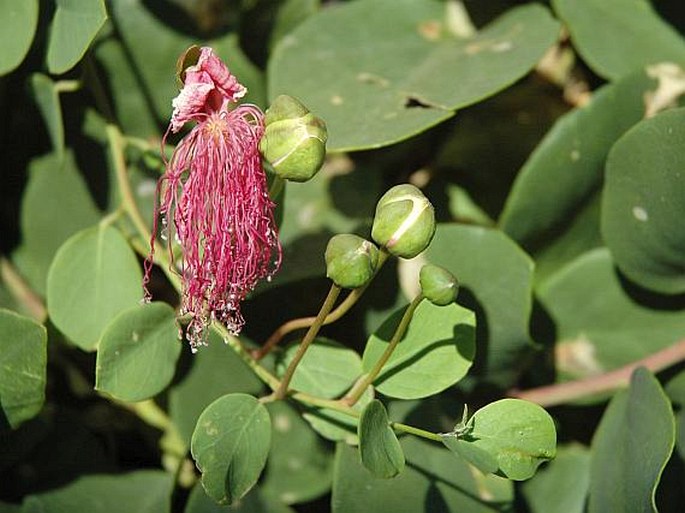 Capparis spinosa