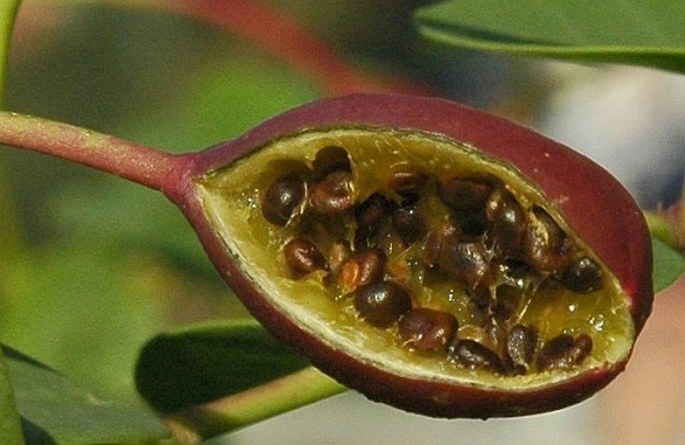 Capparis spinosa