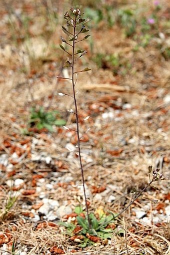 Capsella rubella