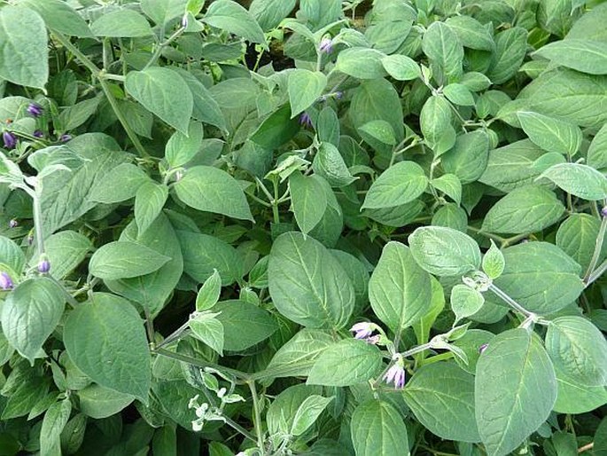 Capsicum pubescens