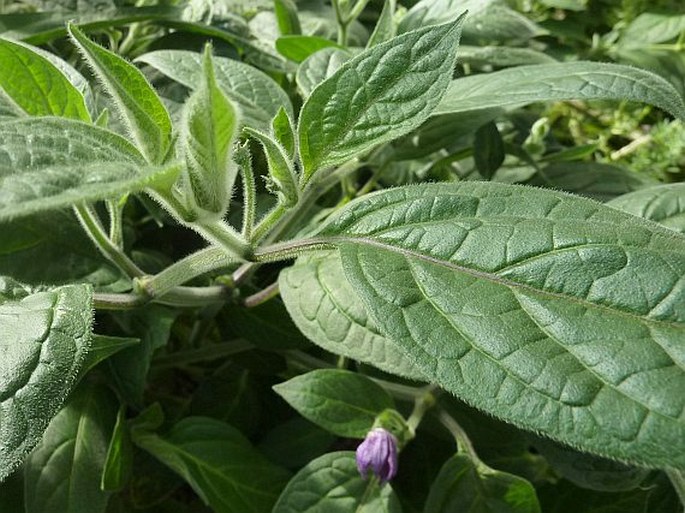 Capsicum pubescens