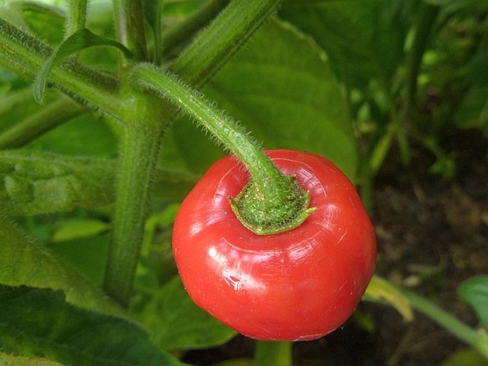 Capsicum pubescens