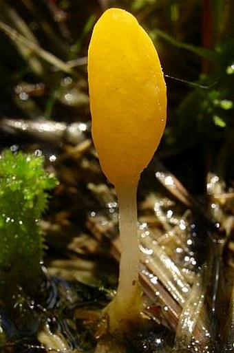 Mitrula paludosa