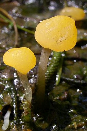 Mitrula paludosa