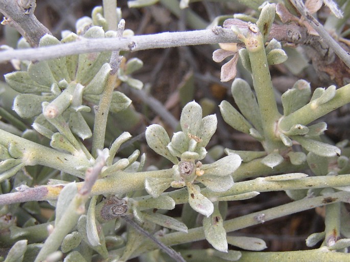 Convolvulus caput-medusae