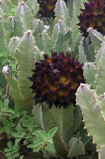 Caralluma speciosa