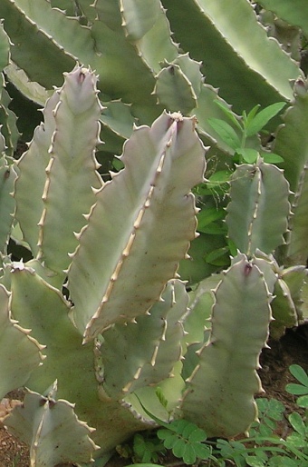 Caralluma speciosa