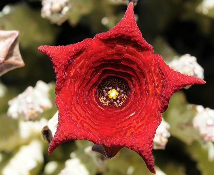 CARALLUMA SOCOTRANA (Balf f.) N. E. Br.