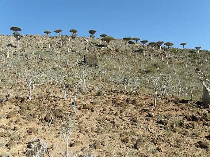 Caralluma socotrana