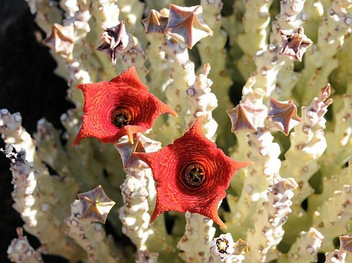 Caralluma socotrana