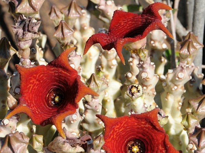 Caralluma socotrana