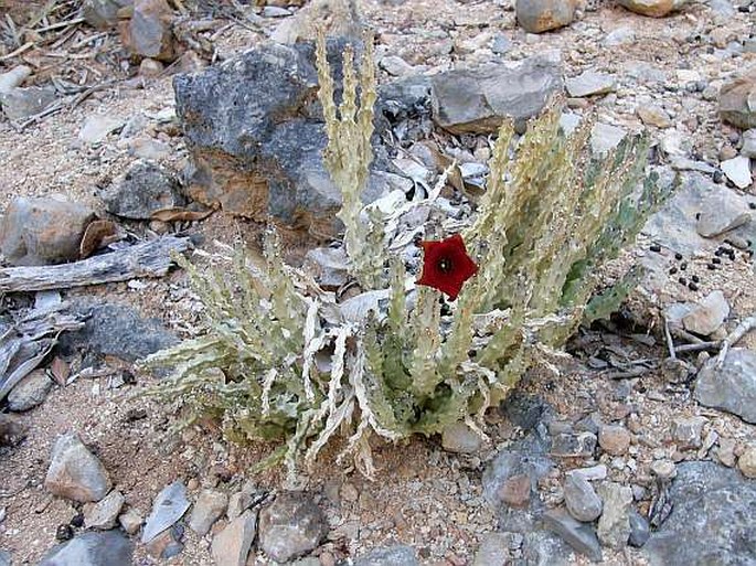 Caralluma socotrana