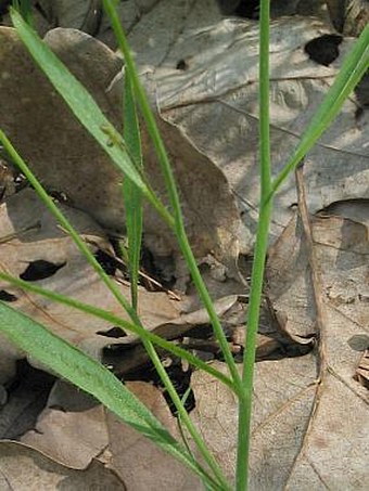 Cardaminopsis arenosa