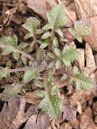 Cardaminopsis arenosa