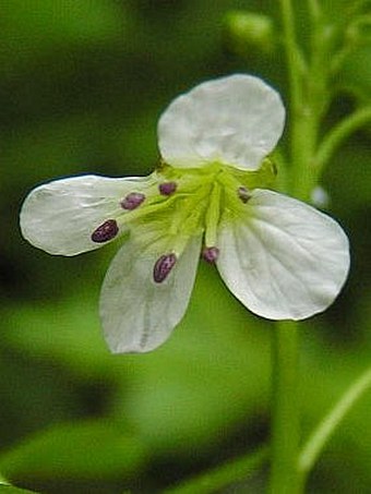 Cardamine amara