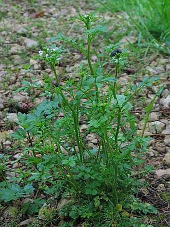 Cardamine flexuosa