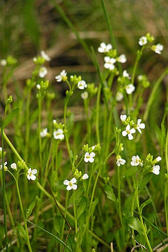 Cardaminopsis halleri