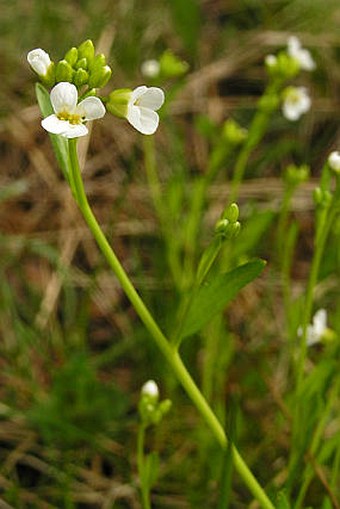 Cardaminopsis halleri