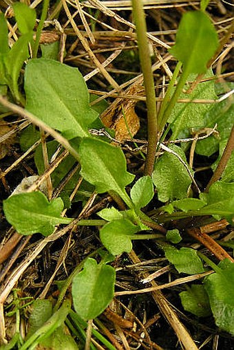 Cardaminopsis halleri