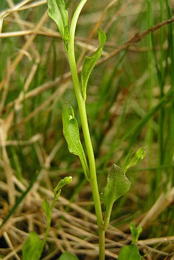 Cardaminopsis halleri