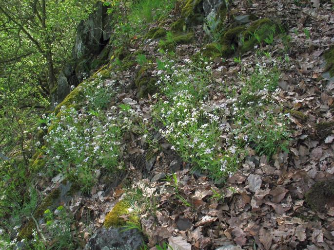 Cardaminopsis arenosa