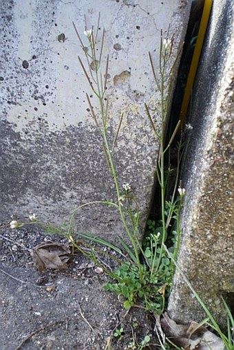 Cardamine hirsuta