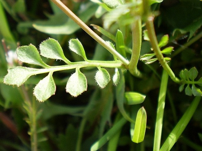 Cardamine hirsuta