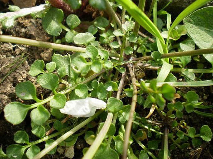 Cardamine hirsuta