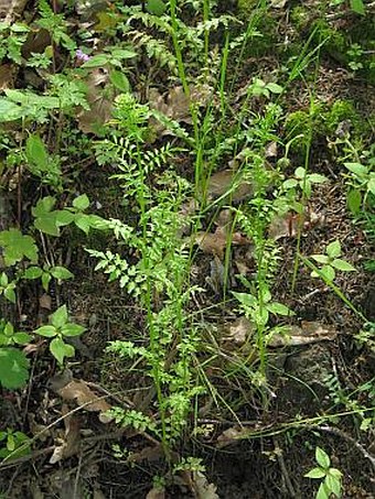 Cardamine impatiens