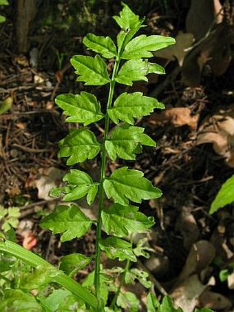 Cardamine impatiens