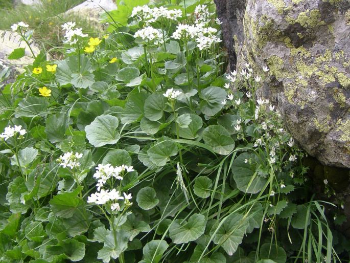 Cardamine asarifolia