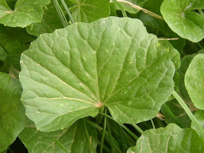 Cardamine asarifolia