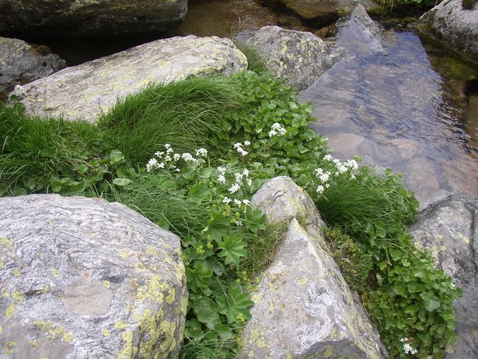 Cardamine asarifolia